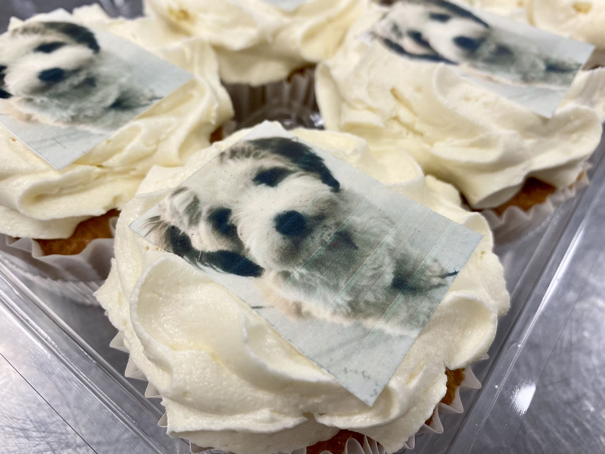 Four cupcakes with white frosting, each topped with an edible image of a fluffy white and black dog. The cupcakes are arranged close together in a plastic container on a metallic surface.